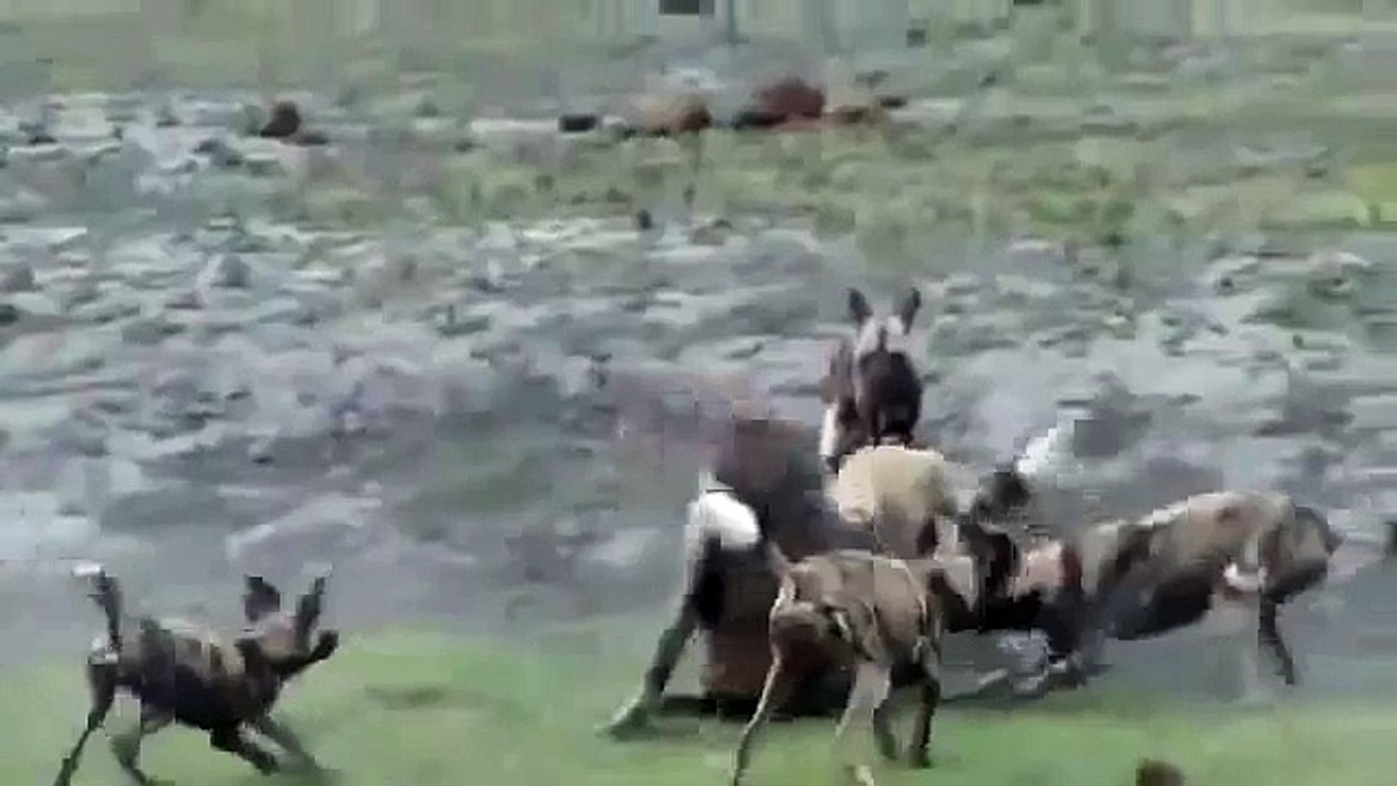 Botswana Wild Dogs vs Hyena Animal Fight TV