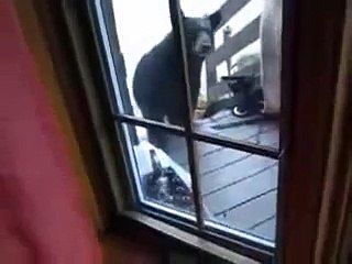 Дерзкий Кот прогоняет Медведя !