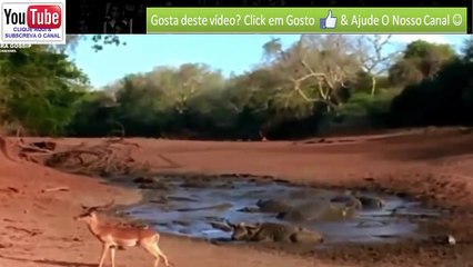 Macaco Babuino Salva Bébé