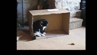 Funny Videos 2014 Funny Cats Video Funny Cat Videos Ever Funny Animals Funny Fails 2014