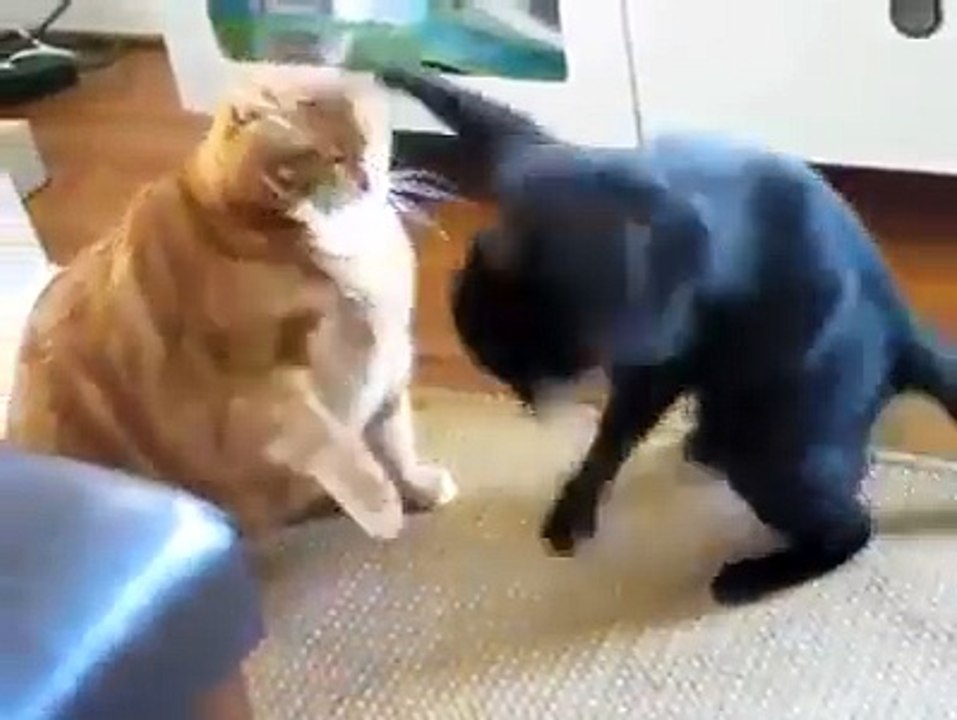 How do you help a fat catloss weight