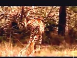 Crater Lions of Ngorongoro African Animals Wildlife Documentary