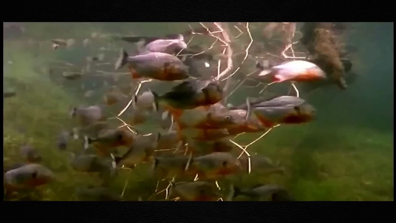 Animals Documentary: Documentary On Seals - Wildlife Documentary HD