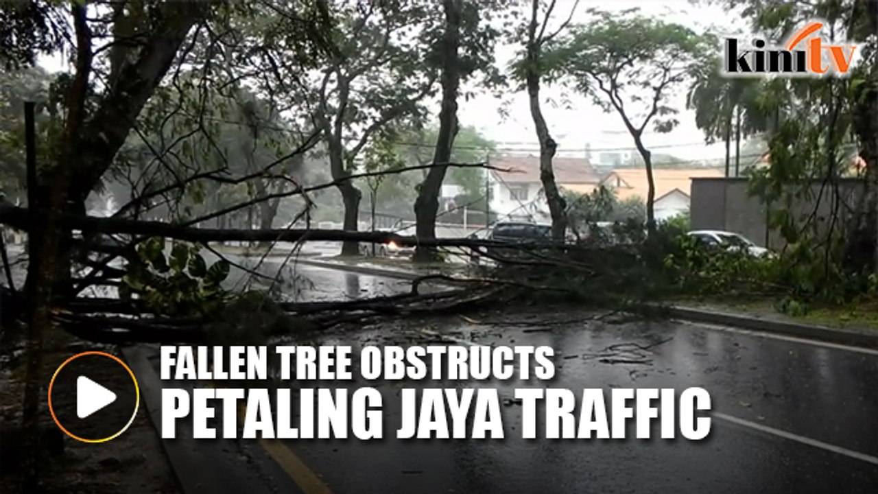 Fallen tree obstructing Jalan Selangor