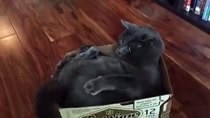 Cat fighting with own tail :)