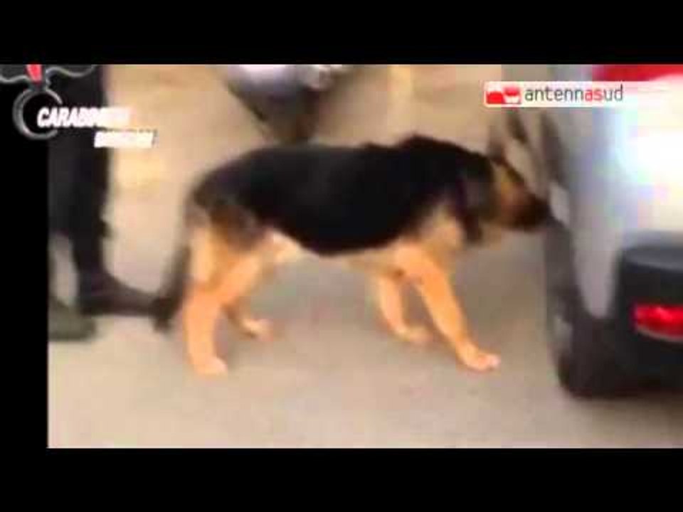 Tg Antenna Sud -  Droga dall'Olanda a Brindisi, 14 arresti