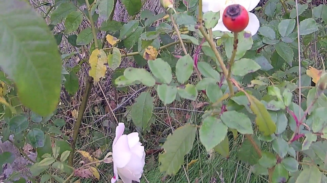 Hommage aux victimes des attentats de paris le 13.11.2015