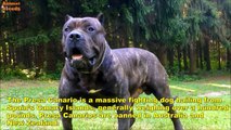 Top 10 Dangerous Dog Breeds - Banned Dogs Animals World
