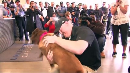 Chú chó già phá bom khóc khi gặp lại chủ mình