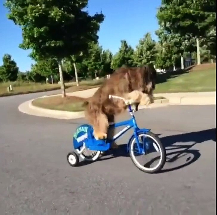 Pranks with dogs - Hilarious DOGS FAILS compilation