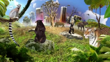 Sheep, bears and wolves in the Caucasus | Global 3000