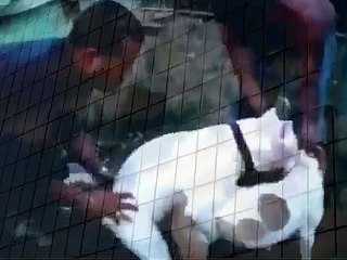 PIT BULL funny when animals attack
