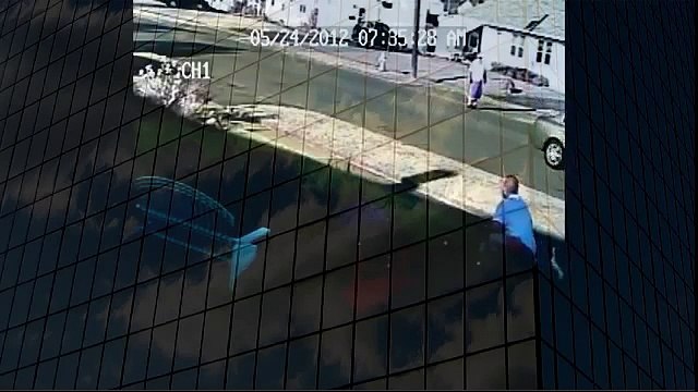 Pitbull attacks walking dogs Authorities take no action when animals attack