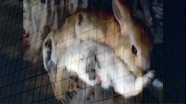 Rabbit Mating Positions Funny when animals attack