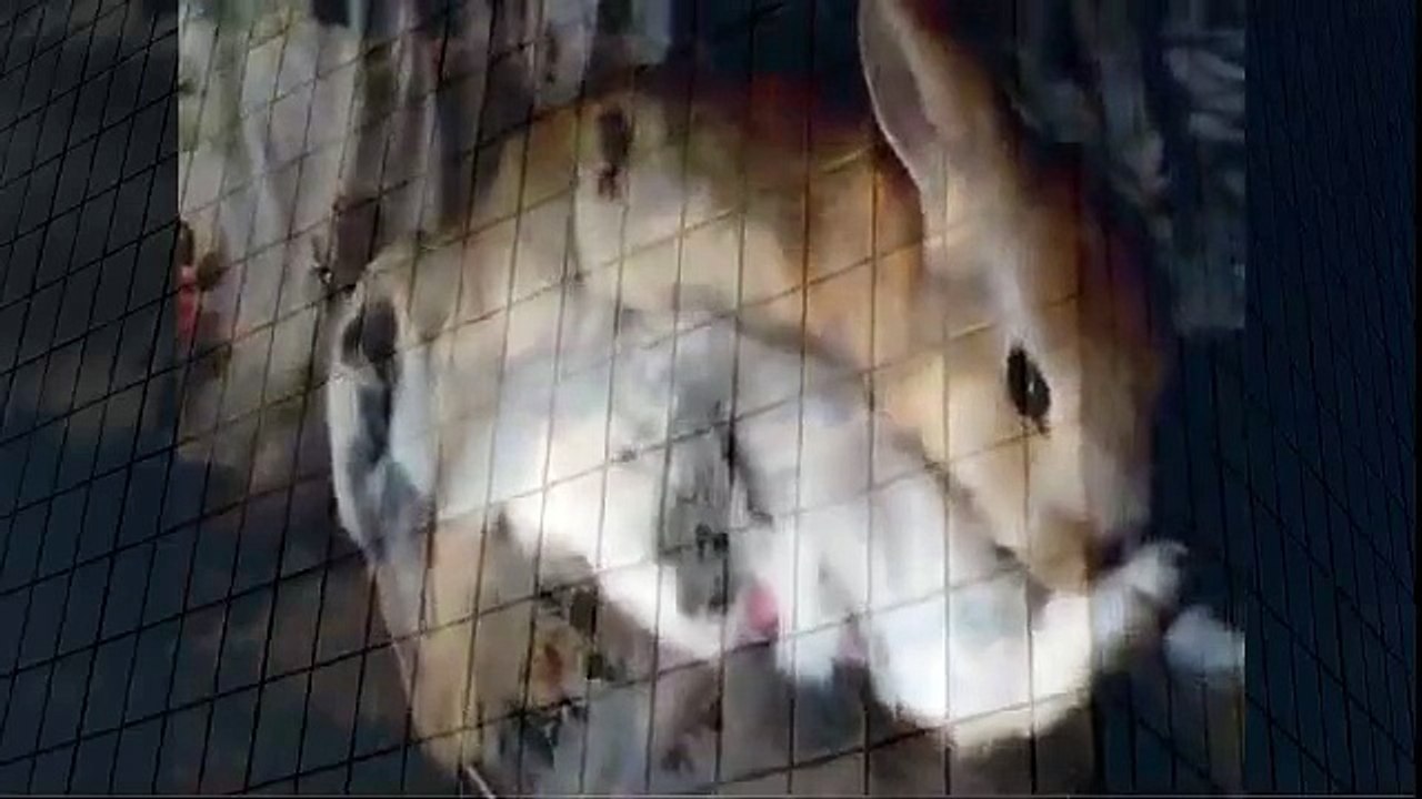 Rabbit Mating Positions Funny when animals attack