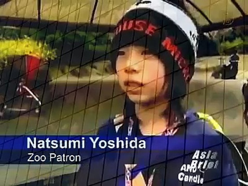 Rare Lion at Japanese Zoo Best Wild Animal Videos   Animal Attacks And Loves when animals attack