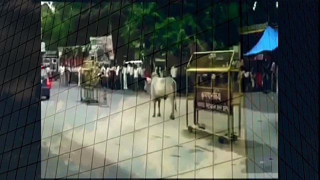 Real Bull Fighting Amazing Animal Videos YouTube when animals attack