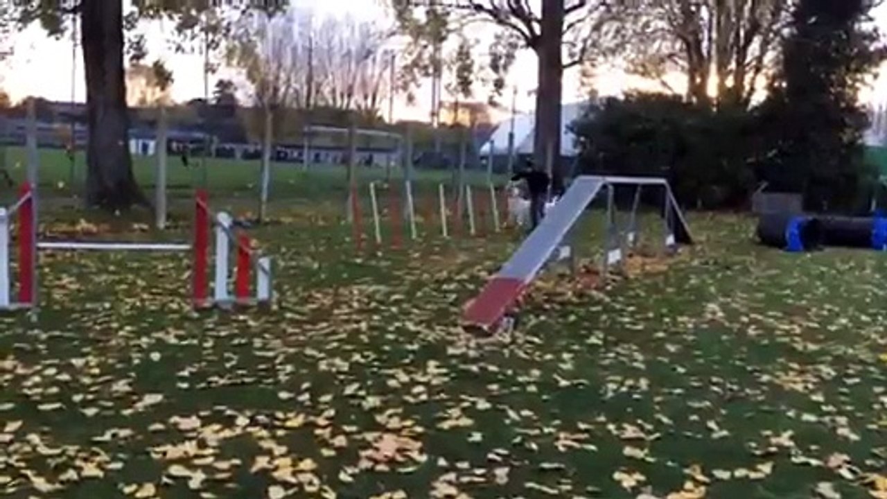 Entrainement agility Idylle du Domaine du Haut Quesnay (07/11/2015)