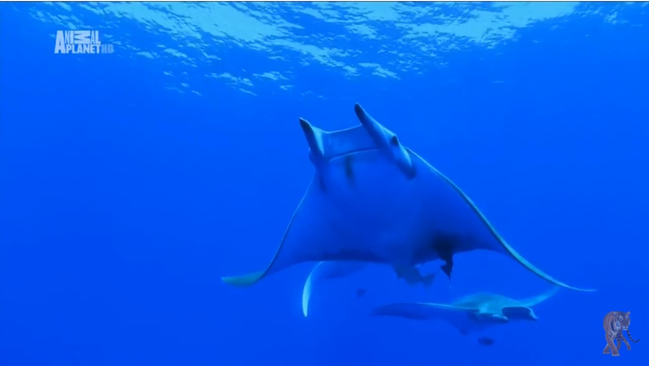 Чудеса голубой планеты .  "Европа"  4 - Серия