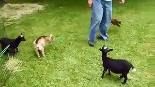 Naughty Lamb's Innocent activity