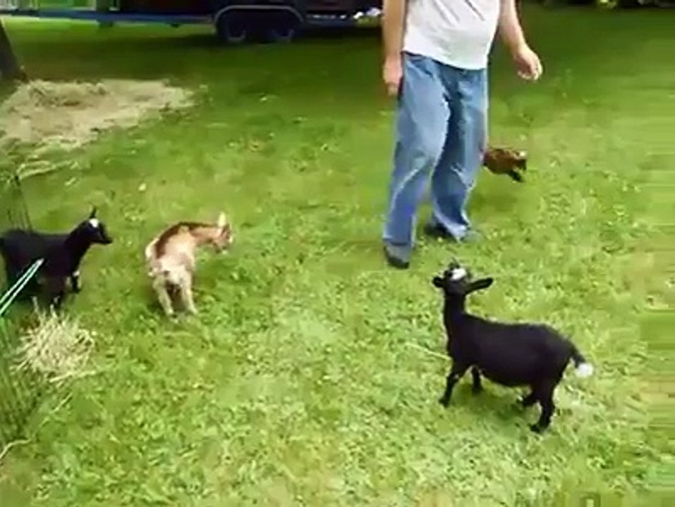 Naughty Lamb's Innocent activity