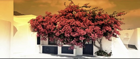 Sham Idrees - Raja Rani