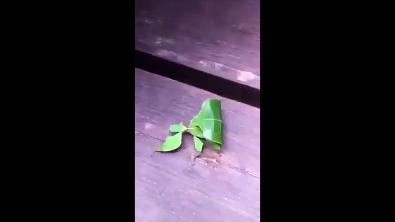 Une feuille qui marche - Animal impressionnant