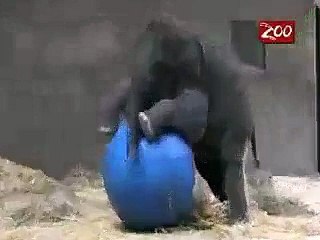 Ryan Flanzer - Baby Elephant Trying To Ride A Giant Ball