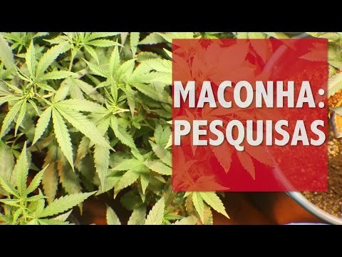 Maconha cura, mas pode trazer riscos também