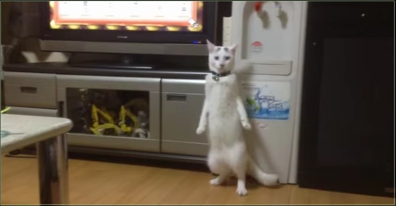 Коты против огурцов и кабачков. Ржач =))