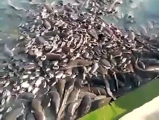 WhatsApp Funny Video Collection 120