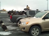 Des dizaines d'aigles à l'assaut d'un pick-up sur un parking... Impressionnant
