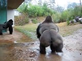Gorilla washes his head under the rain using his hands... Hilarious