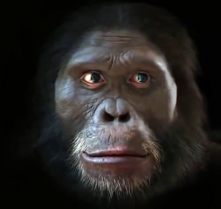 Evolution du visage de l'Homme en 6 millions d'années.