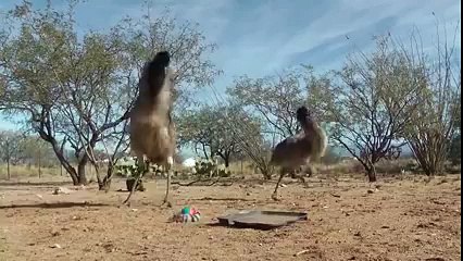 Toy scared they're birds..