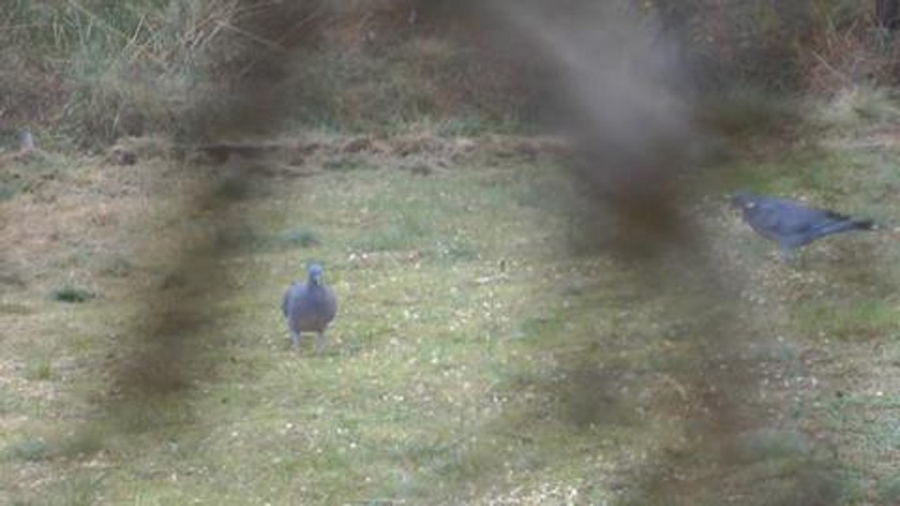 Palombe dans les Landes