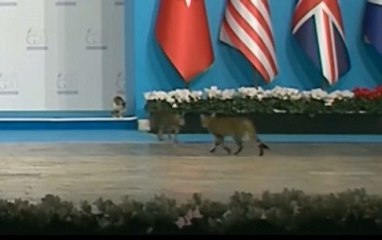 Турция G20: коты и пятящийся мужчина 17.11.2015