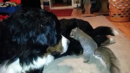 Squirrel hides nuts in a Bernese Mountain dog's fur