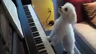 Crazy Dog Playing Piano! LoL