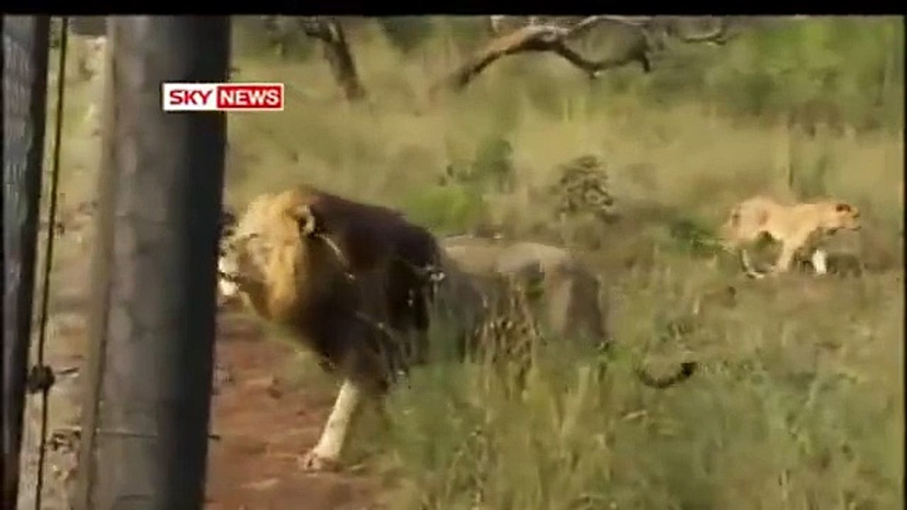 Man Friend With Lions