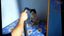 4   Funny-Cats---Funny-Videos-That-Will-Make-You-Laugh-So-Hard-You-Cry-Cats