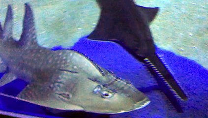 Montpellier Aquarium