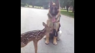 CUTE! Dog Befriend A Baby Deer