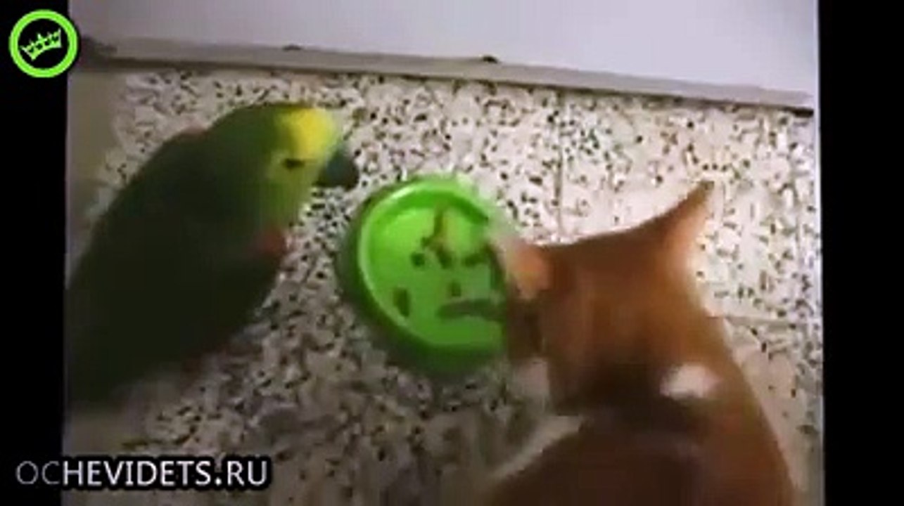 cat with Parrott