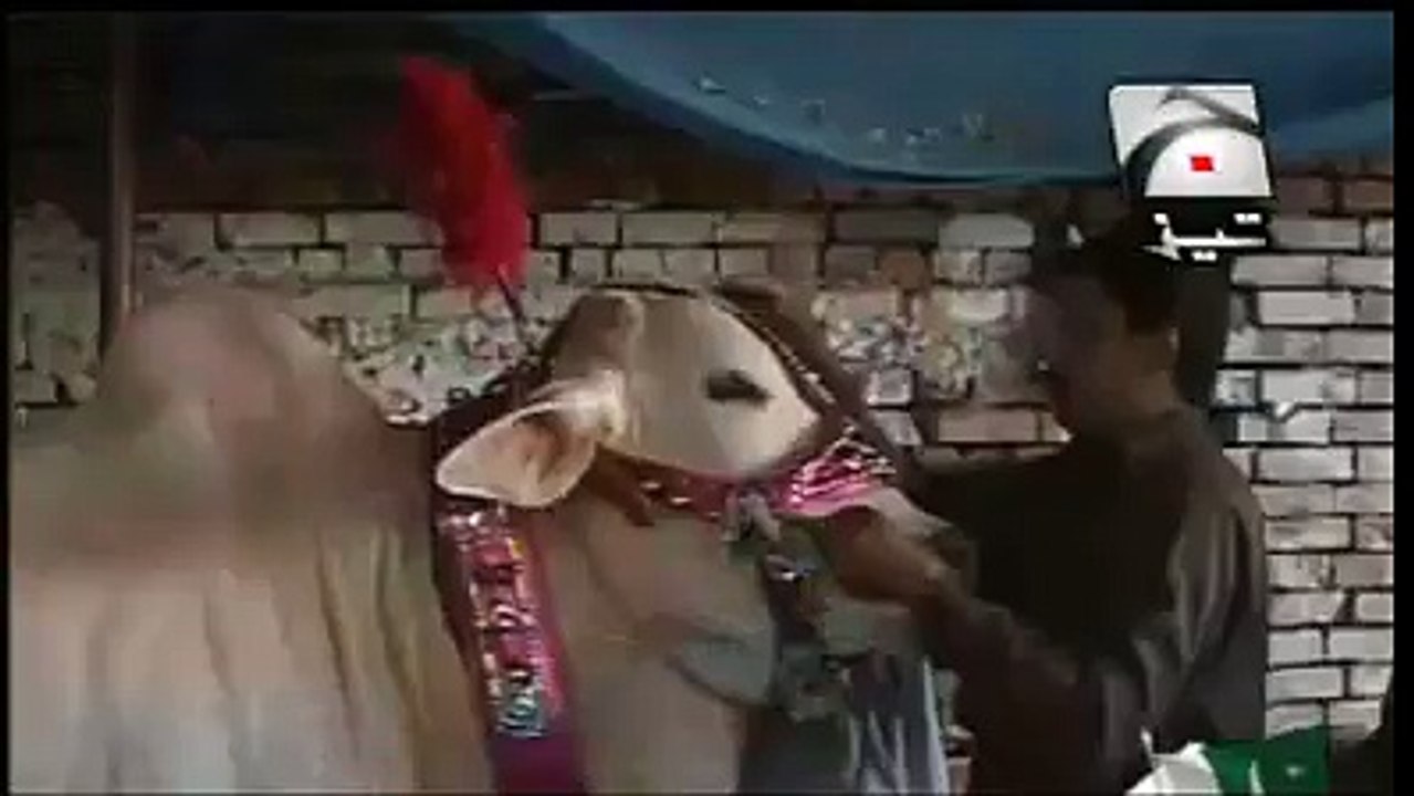 interview of cow