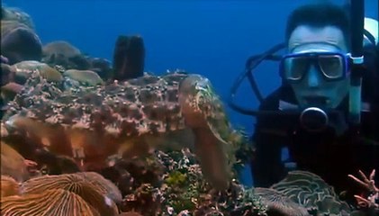 Kings of Camouflage 2014 - National Geographic Full Documentary 2014