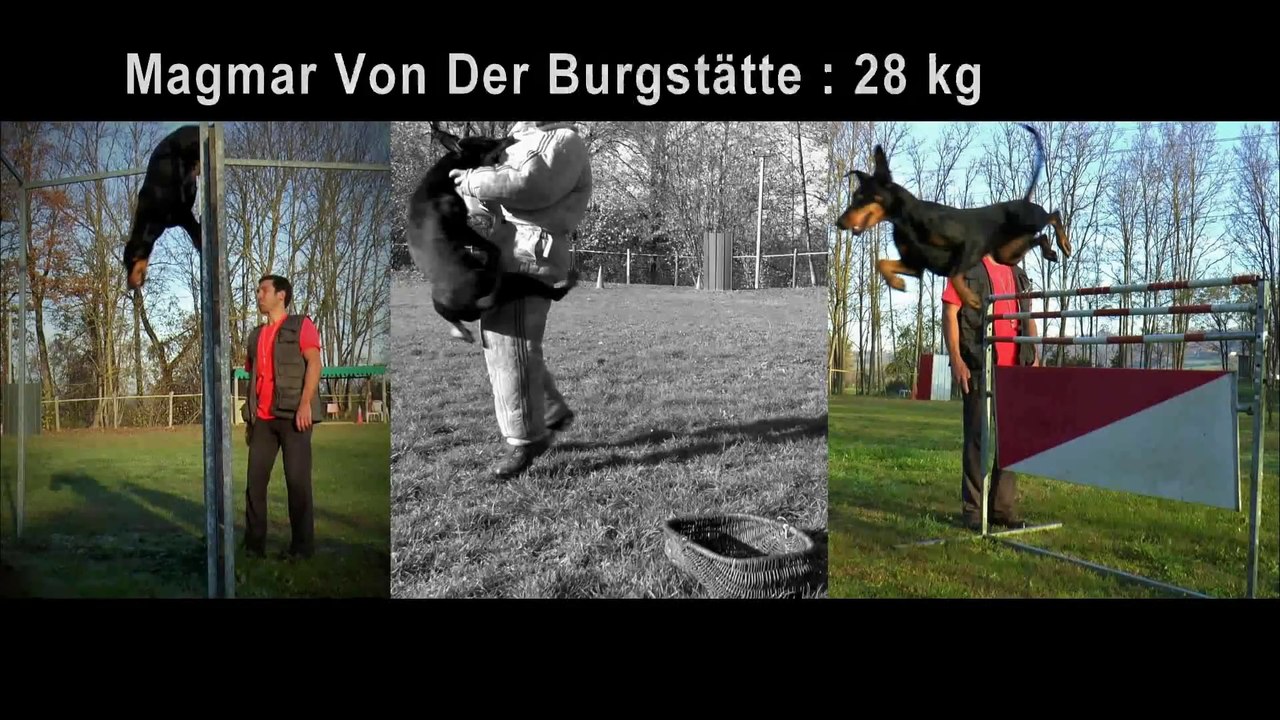 Magmar Von Der Burgstätte