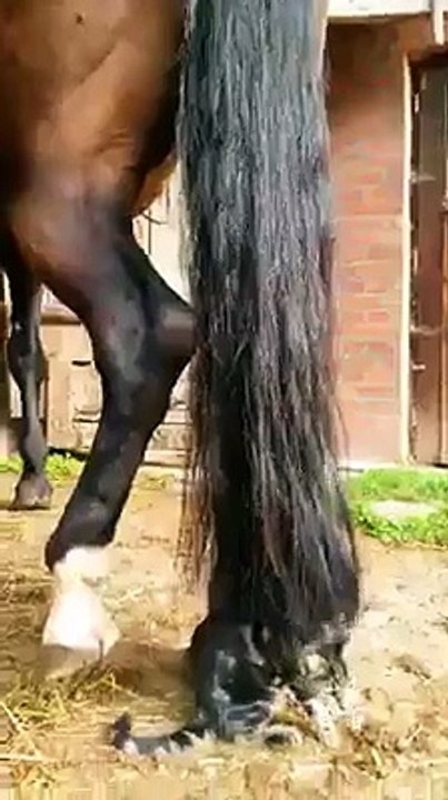 Un chat accroché dans la queue d'un cheval - vidéo Dailymotion