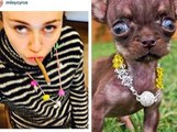 Exclu Video : Miley Cyrus : son sosie est un chihuahua !