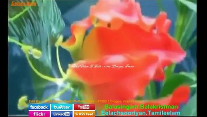 மழையே பூமி வருவியா Malaiyea Poomi Varuviyaa - Tamil Eelam Yaal Nallur B.Bala - 87280 Limoges, France